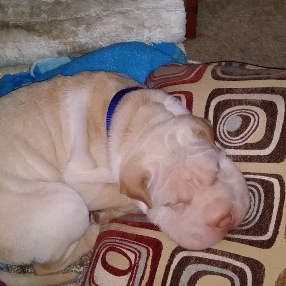 Meet your Posher, Sharon - Picture 7 of 9